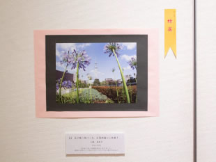 ギャラリーでは、区民から募集したフォトコンテストを展示。平日会期の26日（金）まで受け付けた一般来場者の投票によって入選作品を決定した。写真は、特賞を受賞した小林真佐子さんの作品。スカイツリーとアガパンサスが対称的。