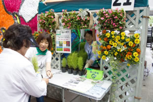 小さなほうきの材料にもなるコキアの苗を配布。緑と花のサポーターが緑と花の学習園で育てた苗。