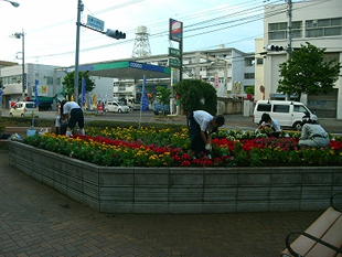 中学校のボランティア部による花の植え付け作業の様子。昭島駅近くの保健福祉センターの前にある花壇にて。