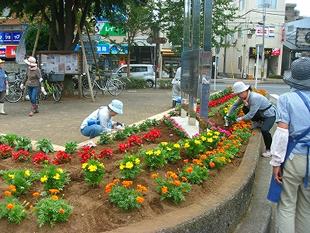 緑のボランティアによる花の植え付け作業。公民館前（左）と昭島駅前（右）の花壇にて。