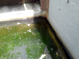 家の前の水路には、水草を植えて水を浄化する。最初10匹を放したクロメダカは、だいぶ数を増やしている。