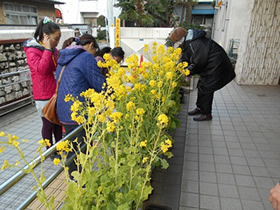 ボランティアによる地域の花（ナノハナ）の育成（大森西地区）。