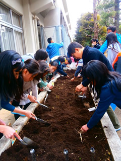 入新井地区におけるボランティアによる地域の花（シラン）の育成（左：入新井公園、右：山王小）