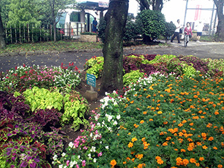 飛鳥山公園の花壇。奥にアスカルゴの山頂駅看板が見えている。