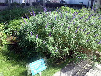 北とぴあの5階に整備された屋上ガーデンに咲く花々。