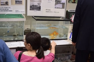 水槽には、前日及び当日の朝に捕ってきた区内の生き物の実物展示も。