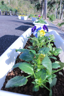プラザ公園に並べられたプランターの植栽。