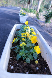 プラザ公園に並べられたプランターの植栽。