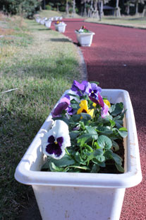 プラザ公園に並べられたプランターの植栽。