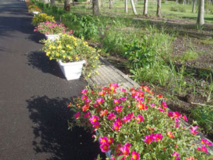 プラザ公園に並べられたプランターの植栽。