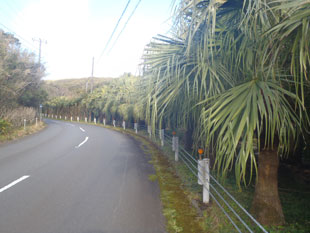 坂上地区のビロウヤシ並木。道路に覆いかぶさるように葉が茂ってくる。