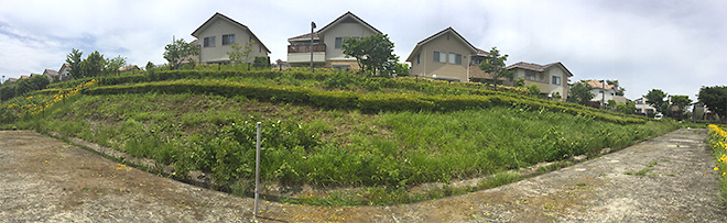 オオキンケイギクの駆除現場。作業を終えたあと、黄色い花は見当たらなくなった。