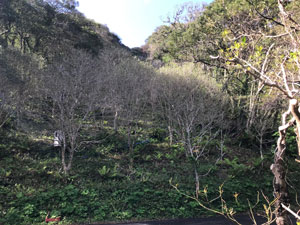 平成30年度は池之沢地区で、椿林の環境整備事業を実施。（提供：青ヶ島村）