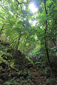 母島「石門の森」
