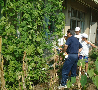 図4 埼玉県熊谷市石原小学校のゴーヤによる壁面緑化