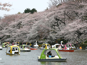武蔵野市井の頭恩賜公園の‘染井吉野’