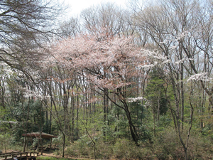 東村山市都立八国山緑地の自生のヤマザクラ