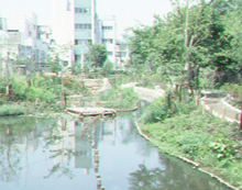 図６：整備後の向島用水親水路（ビオトープ）（写真提供：日野市緑と清流課）