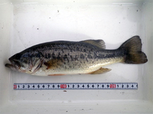 写真７　オオクチバスは在来魚に大きな影響をおよぼす