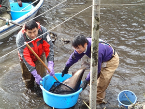 写真９　外来魚のハクレンを捕獲