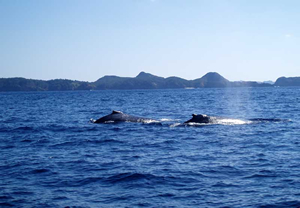 ザトウクジラが集う小笠原