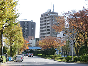 秋の彩りに染まる街路樹