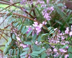 保護対象の在来動植物：Austral Indigo
