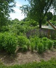 市内を通るカナダ横断遊歩道の脇に自生植物を植え、かつ掲示板を設置（出典：Pollination Guelphのサイトより）