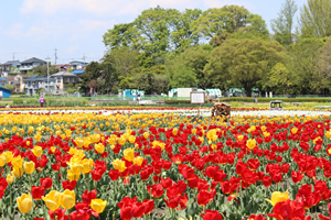（羽村市のチューリップまつり）