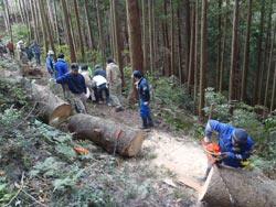 写真：倒木の処理(2)