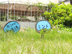 写真：8号館3階にある空中庭園の「ハーブ園」