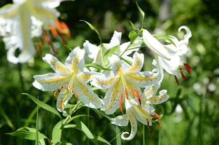 写真：ヤマユリの花