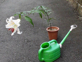 写真：プランターで育てるヤマユリの実生。