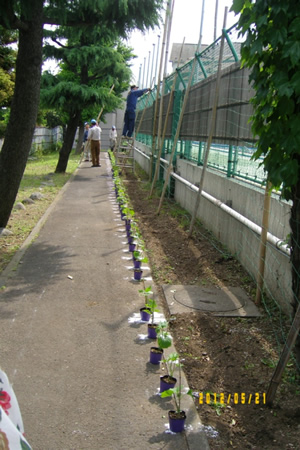 苗の定植に先立って、地域ボランティアたちが網の取り付けと苗の準備をしている。