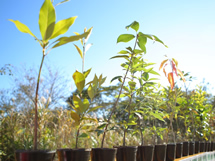 『＋1 Tree』での植樹の様子