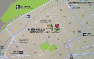 駅前の看板にも、チューリップを栽培している根搦み前水田の位置がチューリップマークとともに描かれている。