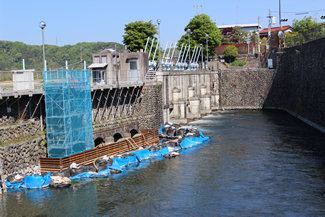 羽村の堰（玉川上水取水口）
