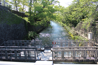 羽村の堰（玉川上水取水口）