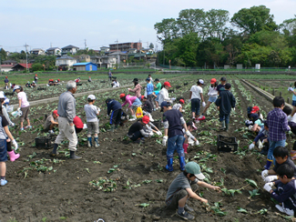 チューリップ球根の植え付け作業（左）と、チューリップ球根の掘り取り作業（右）