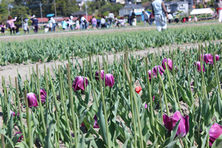 チューリップまつりが終わって数日後、市民ボランティアや地域の子どもたちが集まっての花摘み作業。花びらが残っている花も、散ったあとの花も、根元の子房ごとポキリと折っていく