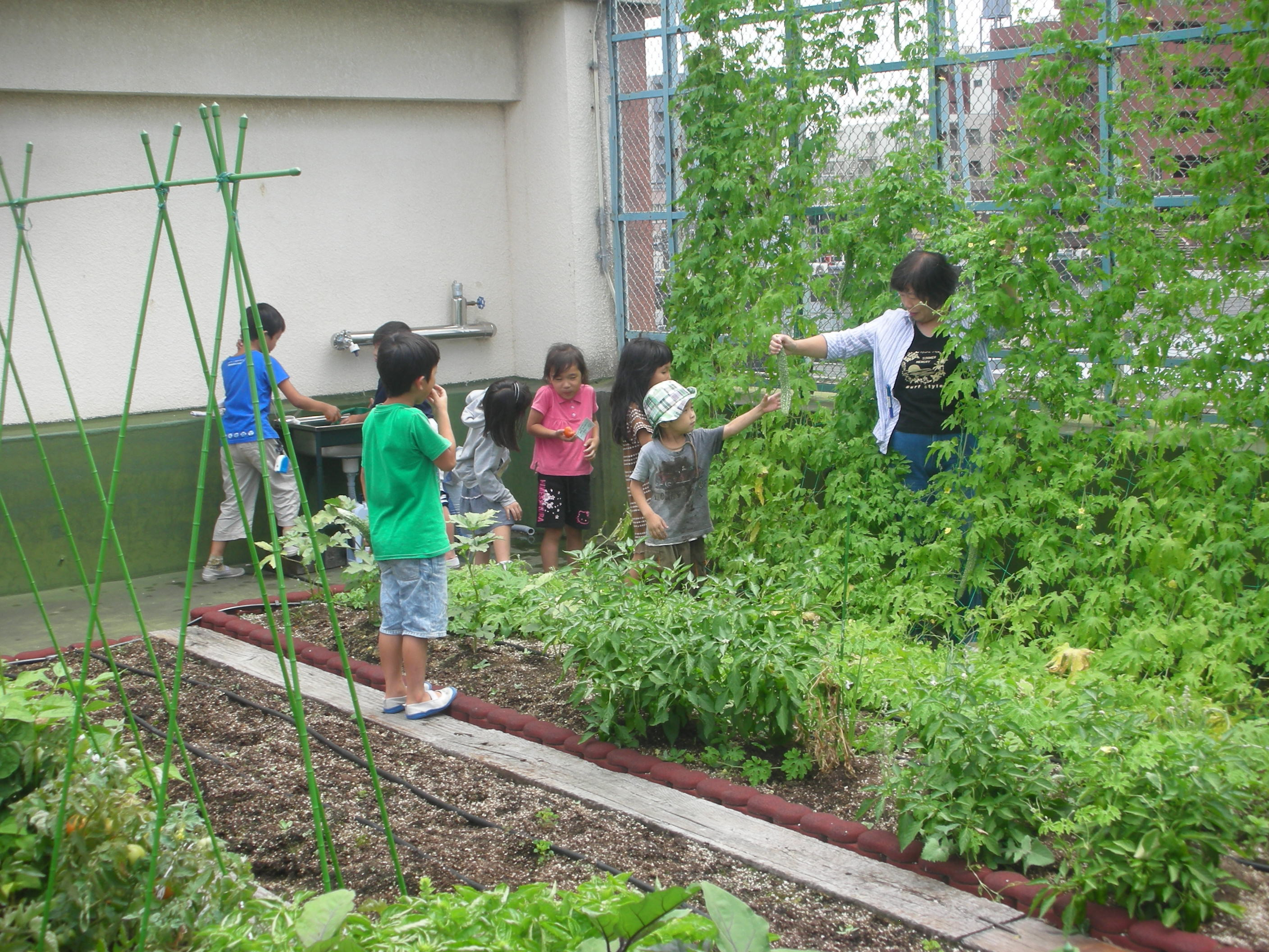 屋上菜園で育てたゴーヤのグリーンカーテンの実を当時の校長先生と収穫。影のない屋上で日差しを遮り、だいぶ過ごしやすくなった。