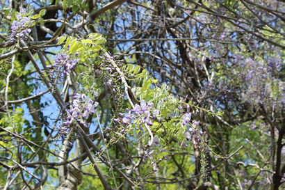 満開に花咲く“フジの大木”！？