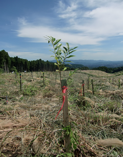 植栽地に植えられた苗木の1本ずつに取り付けている樹の管理番号。これによって“自分の樹”を特定することができる。
