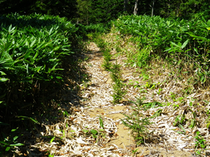 植栽地の様子（北海道雨竜の研究林）
