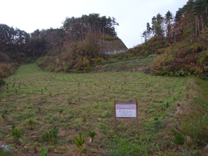 植栽地の様子（新潟県佐渡島）