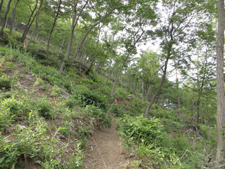山梨県甲府市の「甲斐善光寺の森」。左は植栽前の松食い虫被害の状況。右は植栽後の様子。これから里山林の回復をめざす。
