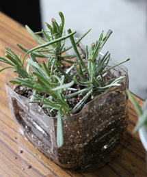 ハーブガーデンから切り取った枝を、苗ポットに植え付ける。自宅に持ちかえるためのポットは、ペットボトルを加工して、土を入れて作る。余った枝も育苗箱に植え付けて、同社敷地内に置き、ハーブを増やすための活動に活用する。