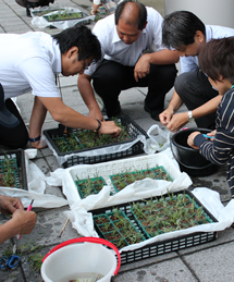 ハーブガーデンから切り取った枝を、苗ポットに植え付ける。自宅に持ちかえるためのポットは、ペットボトルを加工して、土を入れて作る。余った枝も育苗箱に植え付けて、同社敷地内に置き、ハーブを増やすための活動に活用する。