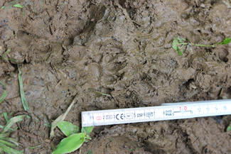 湿地の泥面にくっきりと残ったタヌキの足跡。この日は、アライグマの痕跡（こんせき）を見つけることはできなかった。