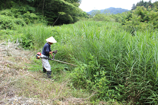 7月の共同作業日には、ヨシの刈り払いをして、水路の水面を露出させた。上は作業前、下がほぼ作業終了時の様子。